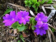 58 Primula hirsuta (Primula irsuta)